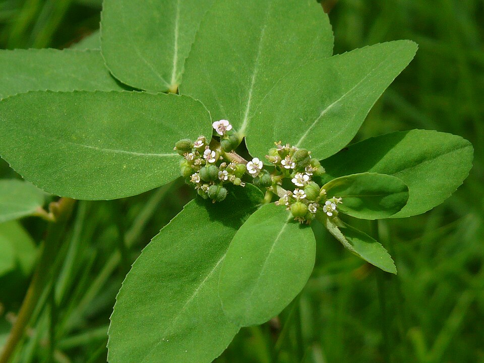 Yerba Lechera