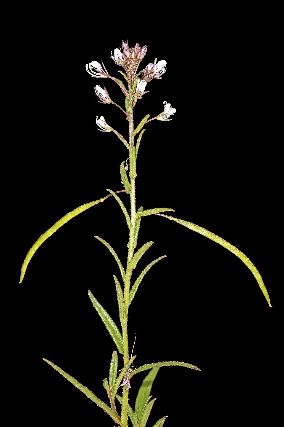 Cleome Monophylla