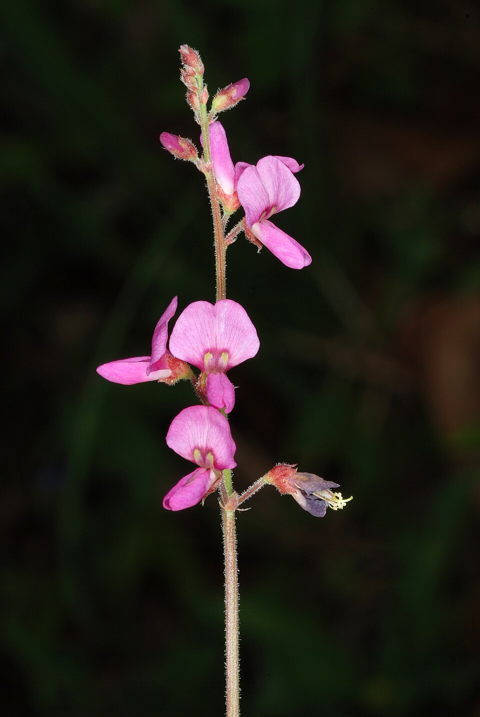 Desmodium Canum