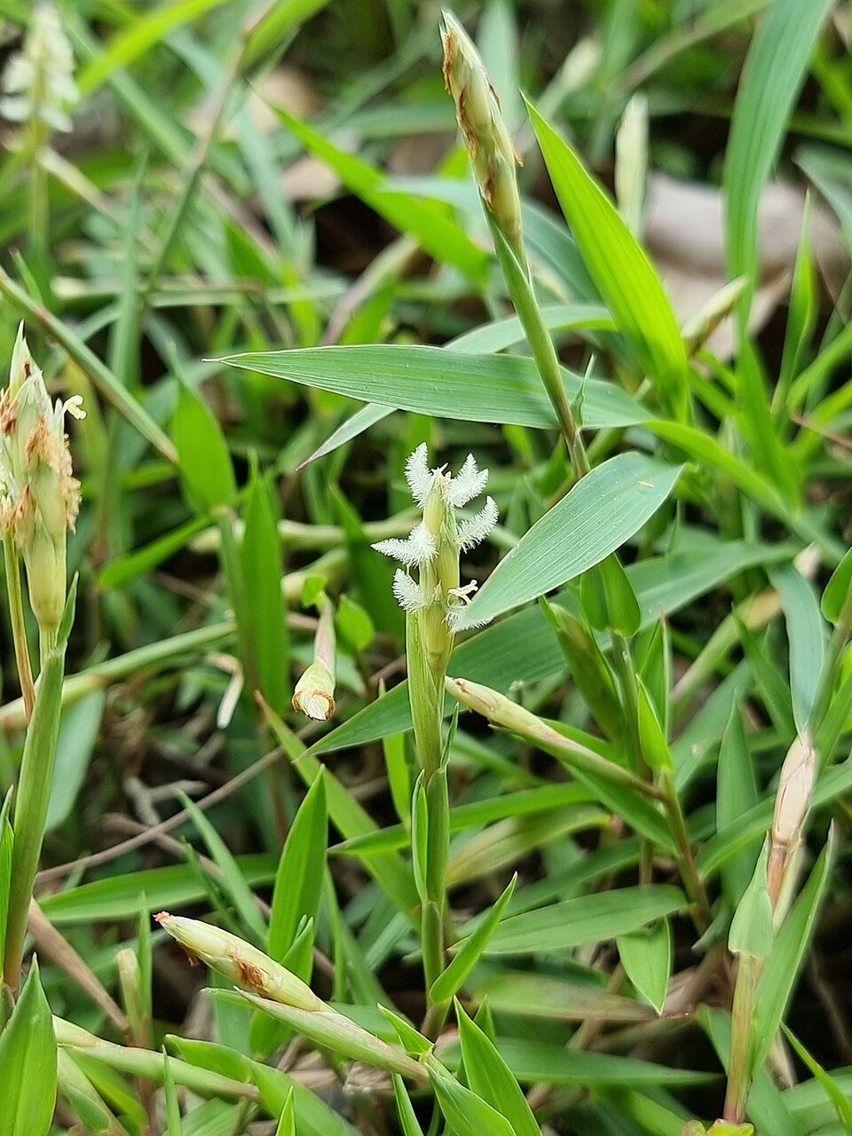 Rumput kemarau (Drought grass)