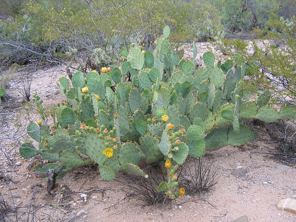 Opuntia Lindheimeri