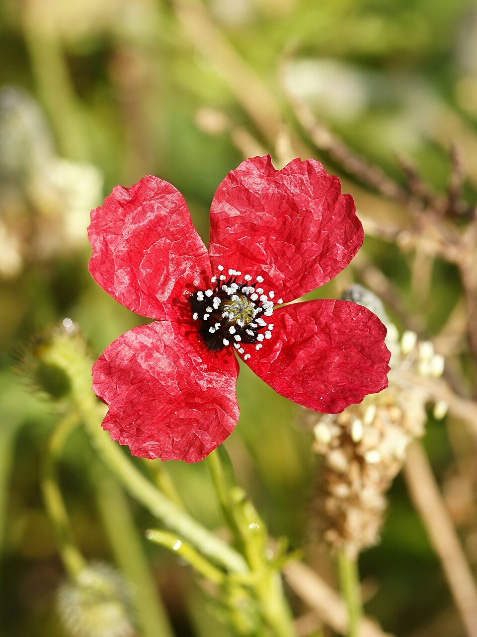 Papaver Hybridum