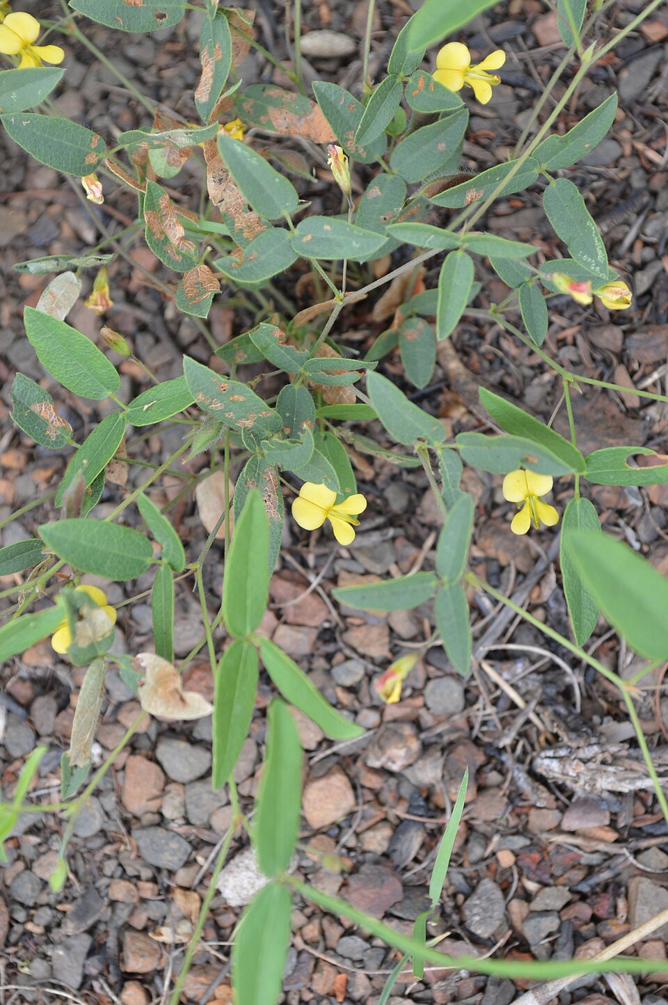 Rhynchosia Totta