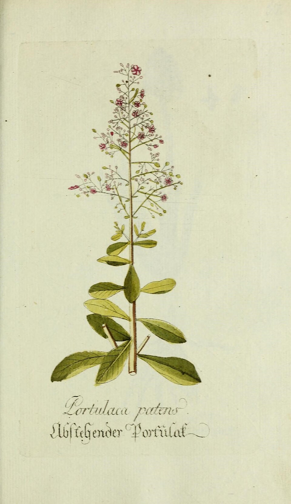 Verdolaga De Cabra